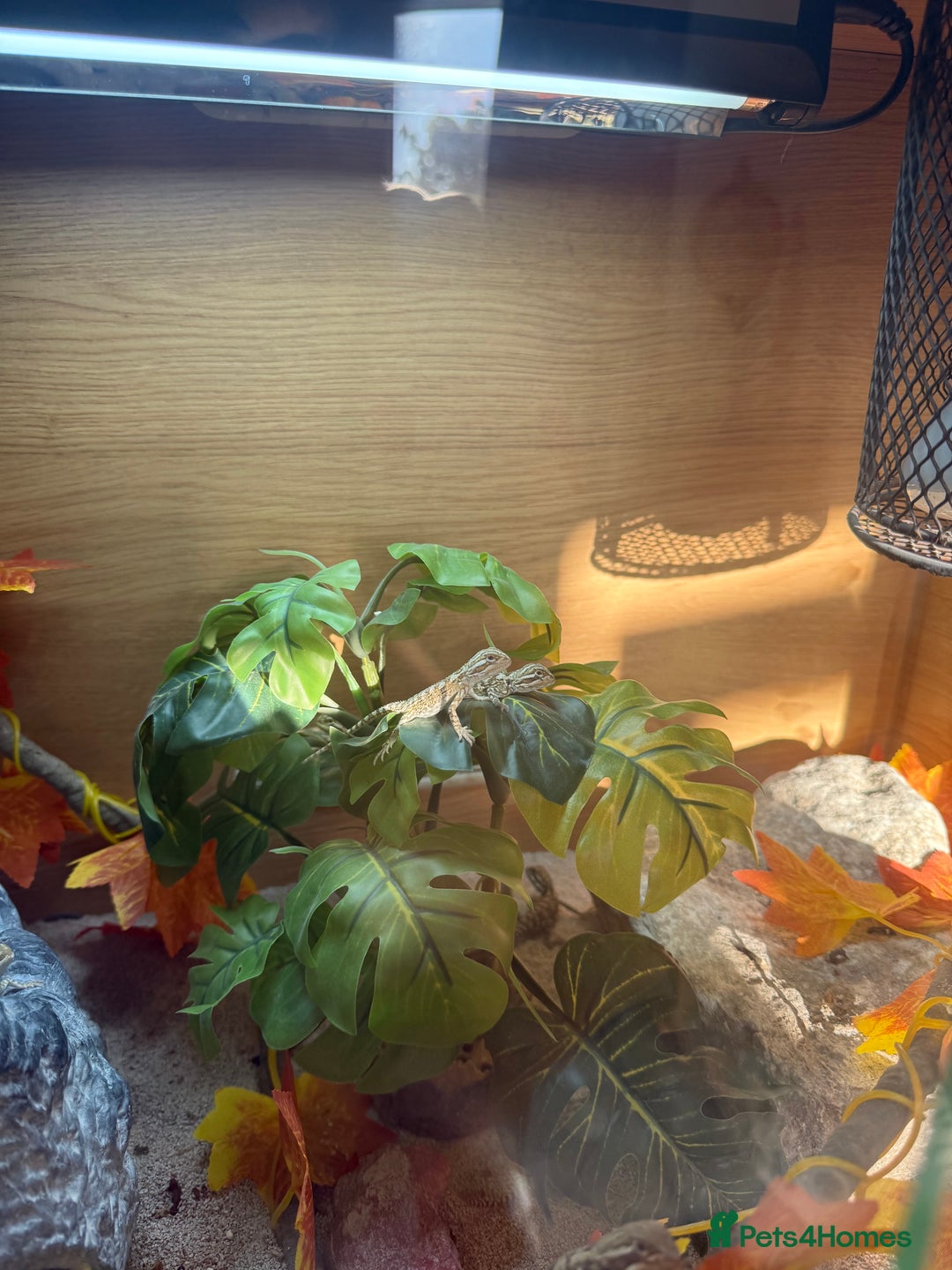 Dragon reptiles for sale: Baby Rankin Dragon - Image 5