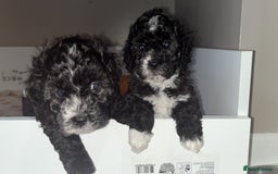 Mixed Breed dogs for sale: My beautiful Cavapoo Angie has given birth! 🐶🥰 - Image 8