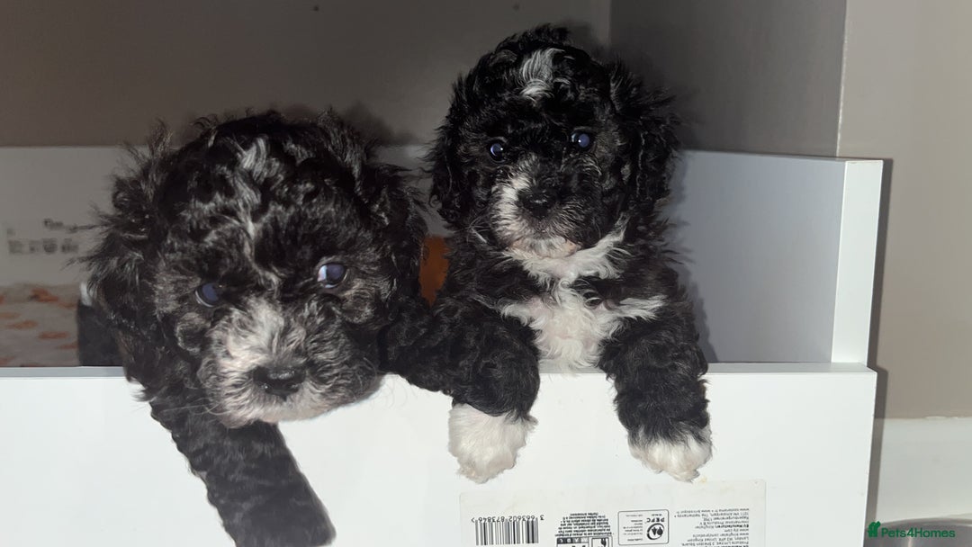 Mixed Breed dogs for sale: My beautiful Cavapoo Angie has given birth! 🐶🥰 - Image 8