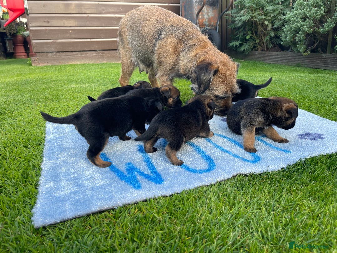 Border Terrier dogs for sale: Border Terrier Puppies  - Image 4