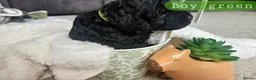 Cockapoo dogs for sale: Beautiful F1B blue merle miniature poodle  - Advert 29