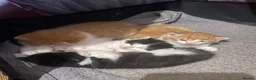 Mixed Breed cats for sale: 4 playful kittens ready to find their forever home - Advert 23
