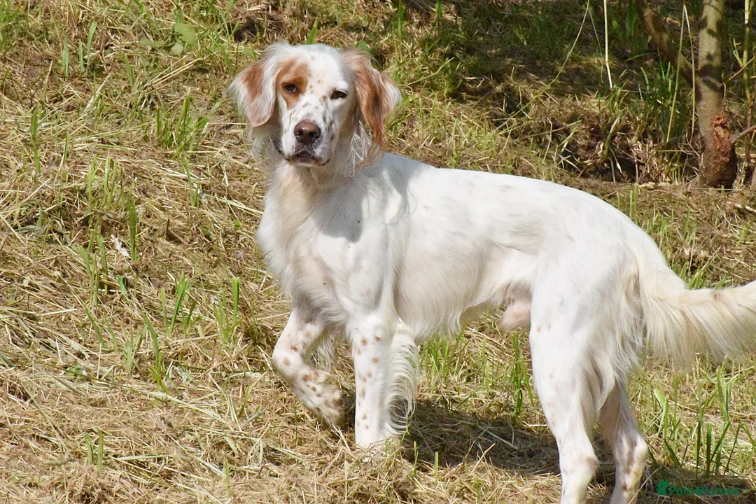 English Setter dogs for adoption: Parchi (Lucas) in Chesterfield - Advert 2