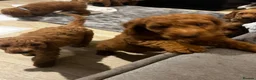 Cavapoo dogs for sale: Ms penelope henshaw in Waltham Cross - Advert 6