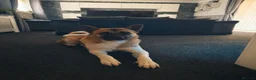 Akita dogs for sale: 2 American Akitas brother & sister in Telford - Advert 10