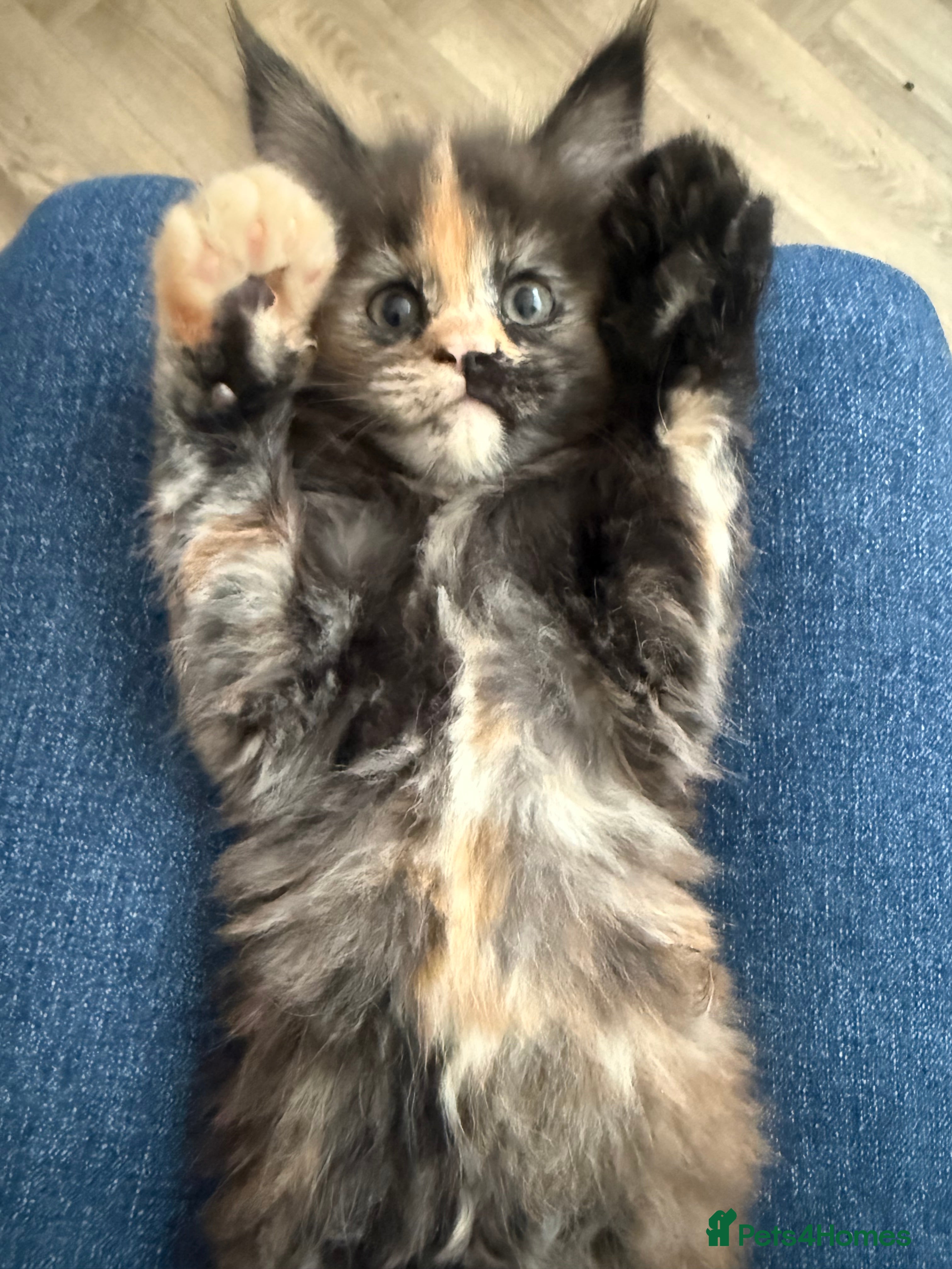 Maine Coon cats for sale: Stunning XL Maine Coon Kittens - Advert 10