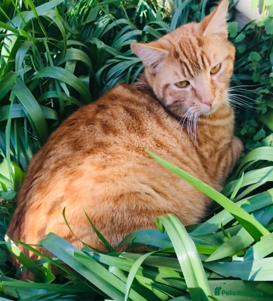 Mixed Breed cats for sale: Ginger cat for sale (9 years old) in Harrow - Advert 1