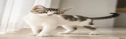 British Shorthair cats for sale: Stunning half Main Coon kitten ready for new home - Advert 6