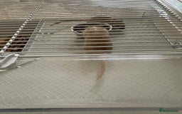 Gerbil rodents for sale: 2 male gerbils  - Advert 3