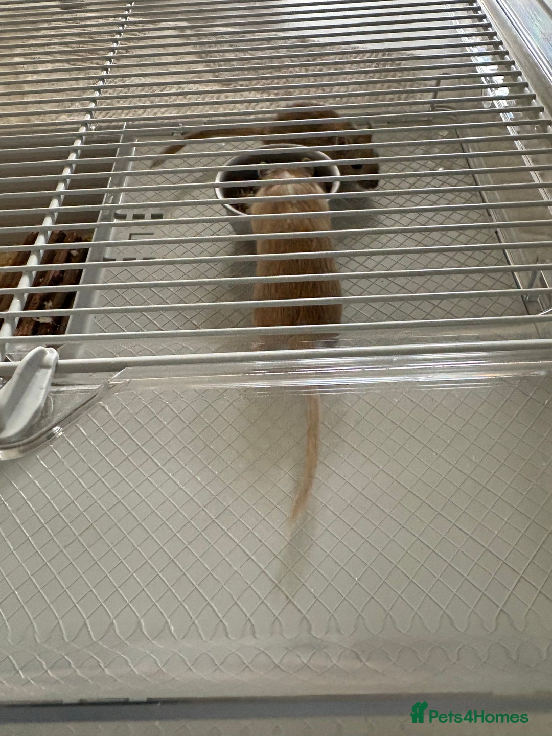 Gerbil rodents for sale: 2 male gerbils  - Advert 3