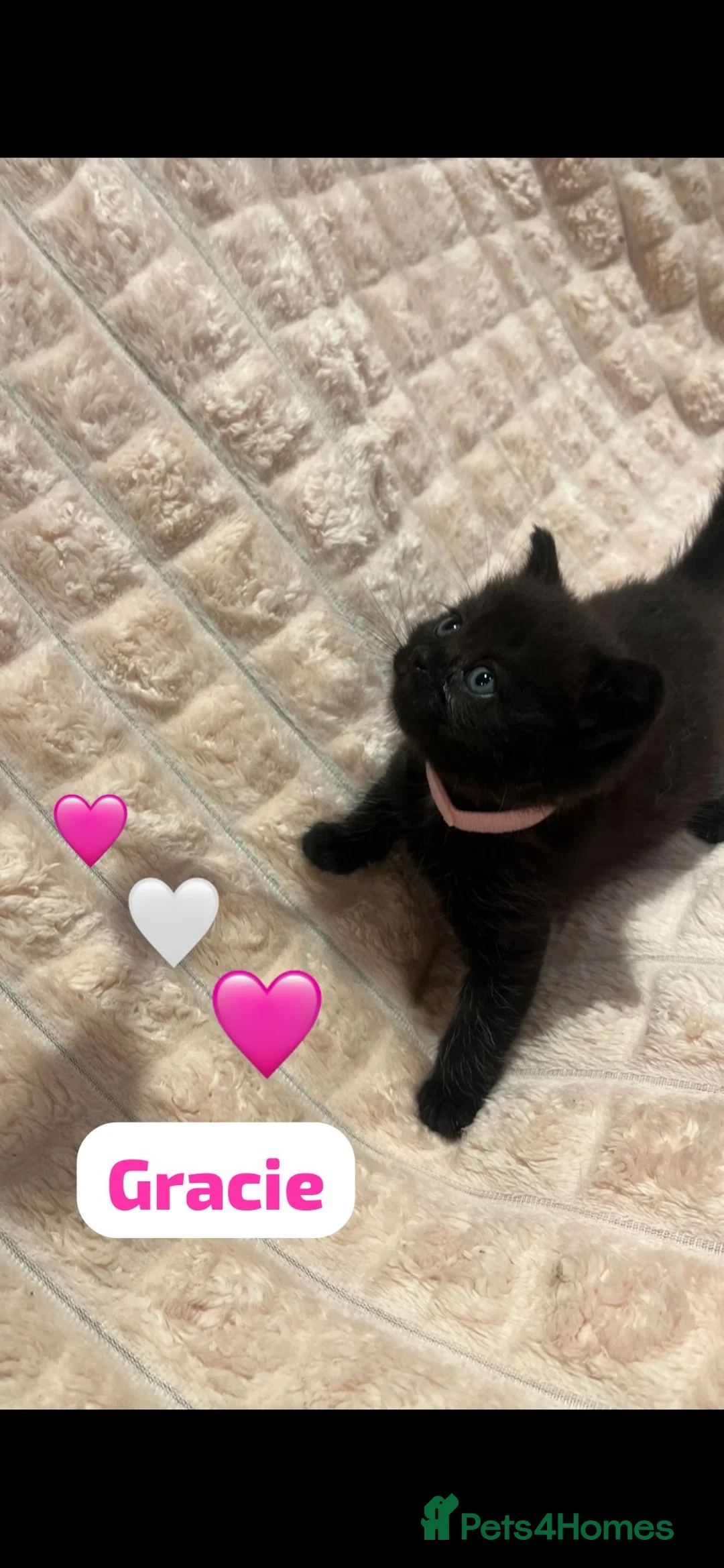 British Shorthair cats for sale: Beautiful British shorthair cross kittens🩵🩷 - Advert 8