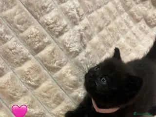 British Shorthair cats Beautiful British shorthair cross kittens 🩵🩷 - Advert 16