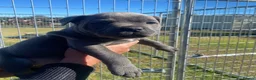 Staffordshire Bull Terrier dogs for sale: Affordable blueish Staffys for good homes in Harlow - Advert 1
