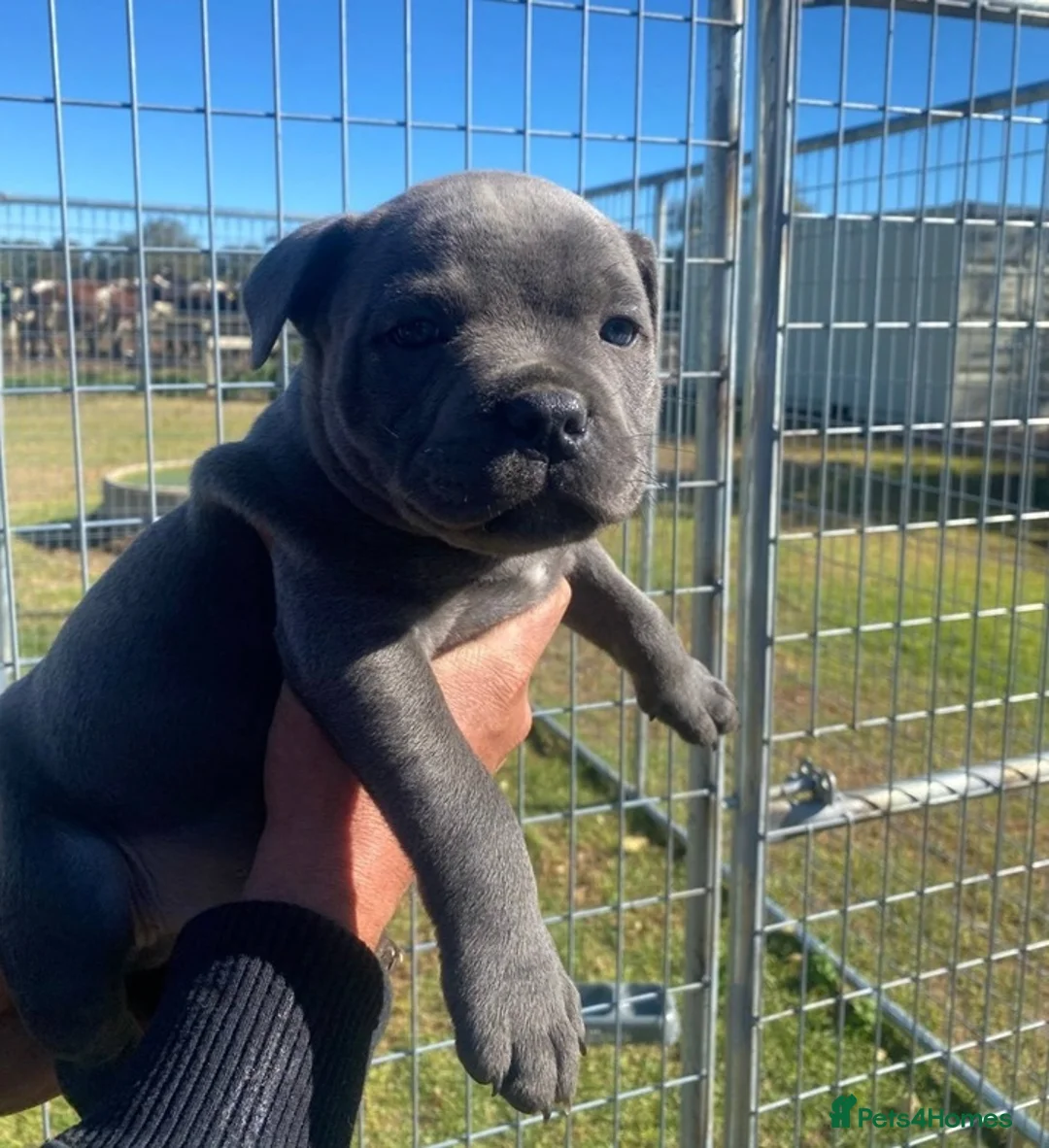 Staffordshire Bull Terrier dogs for sale: Affordable blueish Staffys for good homes in Harlow - Advert 1