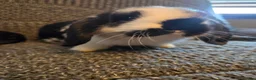 Mini Lop rabbits for sale: Very Tame Mini lop Boy & Girl 10 weeks - Advert 12