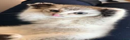 Scottish Fold cats for sale: Beautiful Scottish Fold Luca - Advert 6