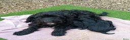 Cockapoo dogs for sale: Black cockapoo  - Advert 1