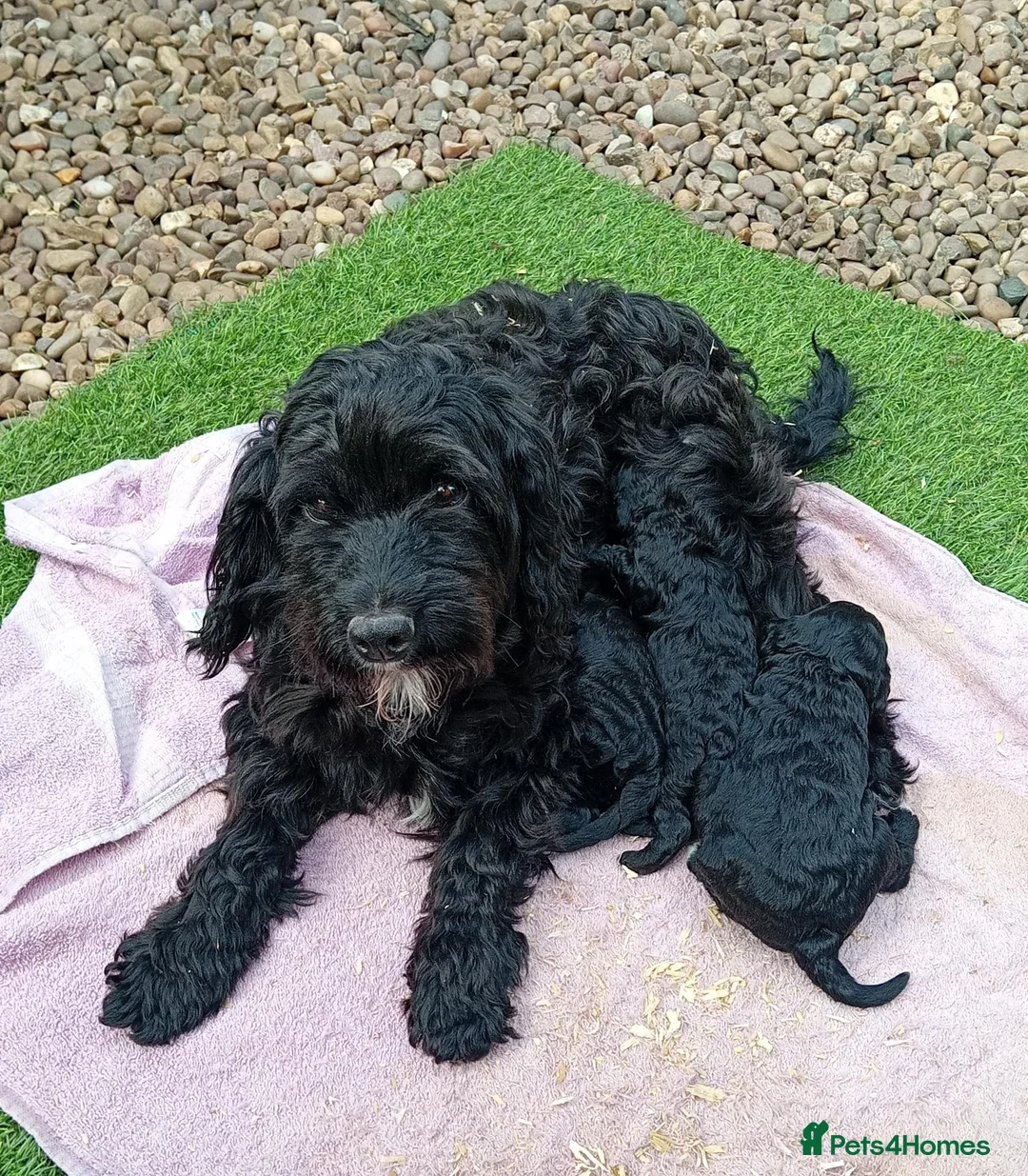 Cockapoo dogs for sale: Black cockapoo  - Advert 1