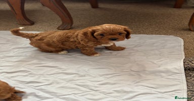 Cavapoo dogs - Advert 2