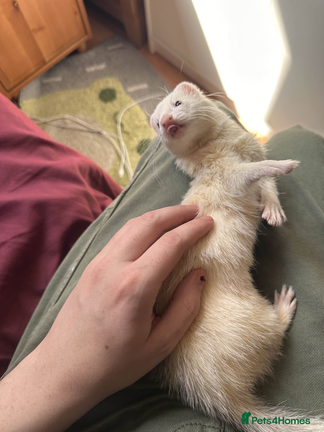 Ferret rodents for sale: White ferret jill looking for a nice home - Image 5