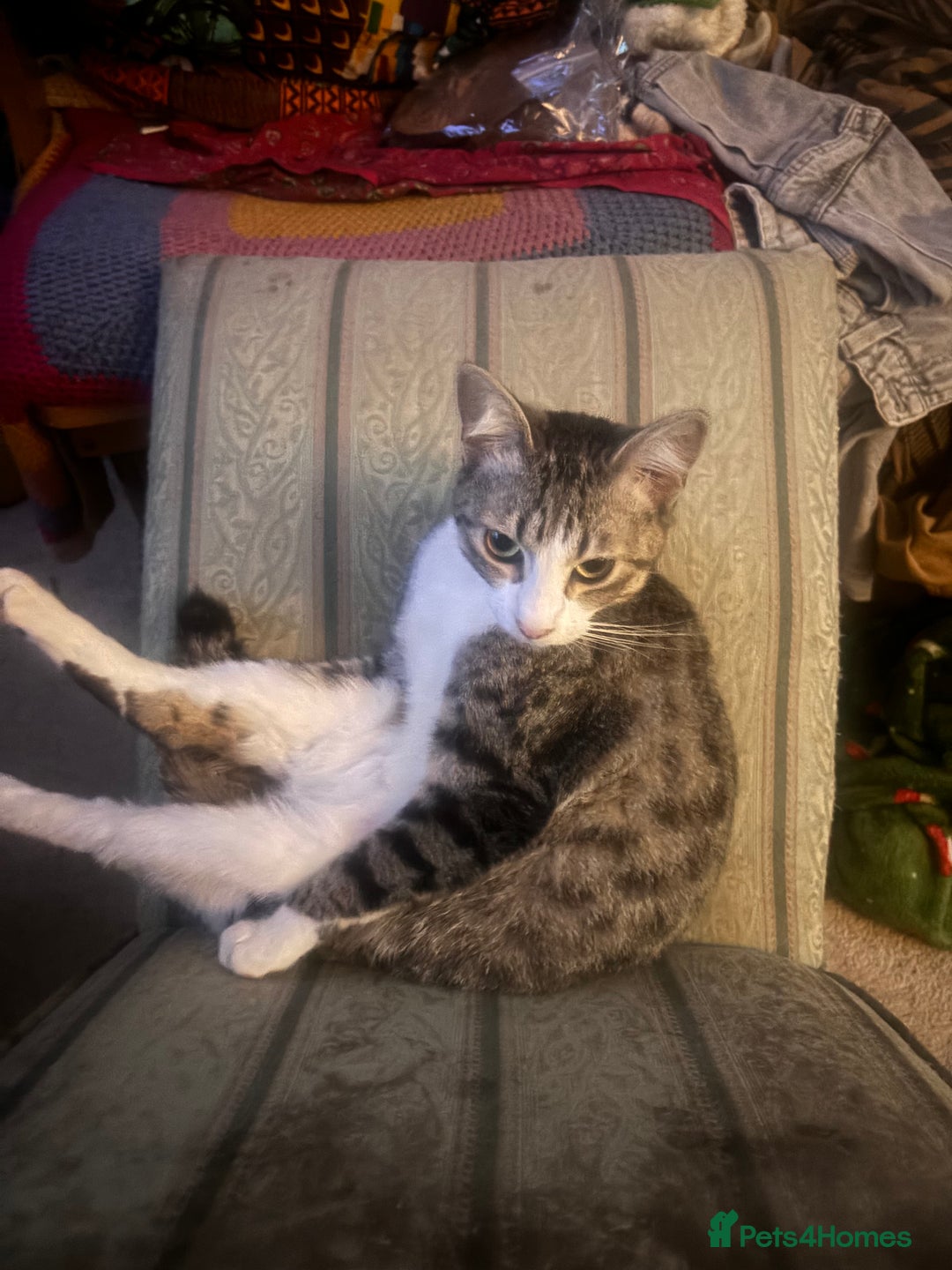 Mixed Breed cats for sale: 8 Month old Boy Kitten looking for forever home  - Advert 4