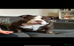 American Bulldog dogs for sale: 2 pocket bullys FREE to a good home - Image 5