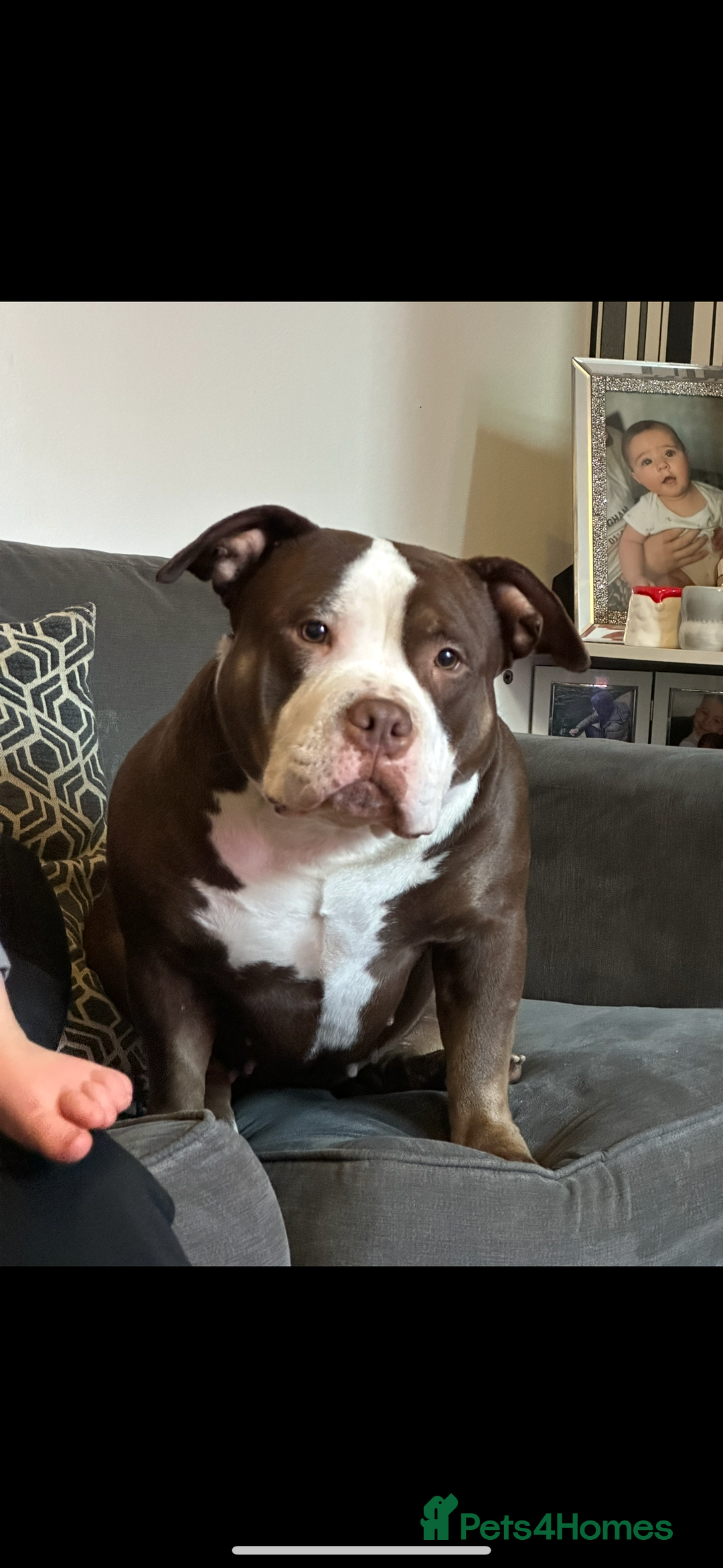 American Bulldog dogs for sale: 2 pocket bullys FREE to a good home - Image 5