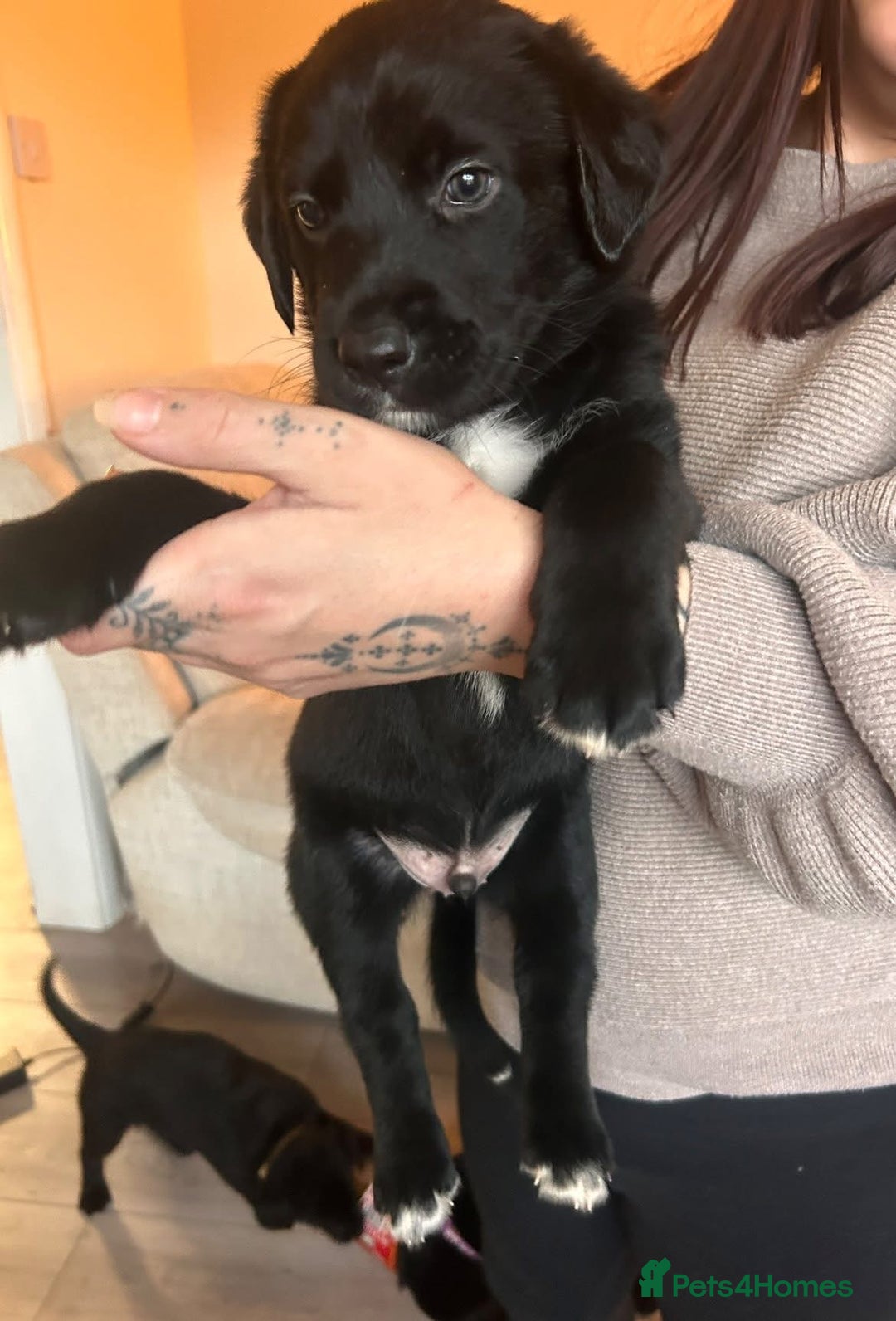 Mixed Breed dogs for sale: Labernese puppies. 5 boys available.  - Advert 6