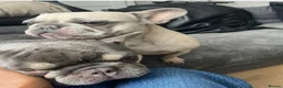 French Bulldog dogs for sale: 5yr old French Bulldog looking for a good home - Advert 3