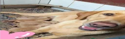 Labrador Retriever dogs for sale: Labrador Retriever 10 weeks old in Fareham - Advert 2