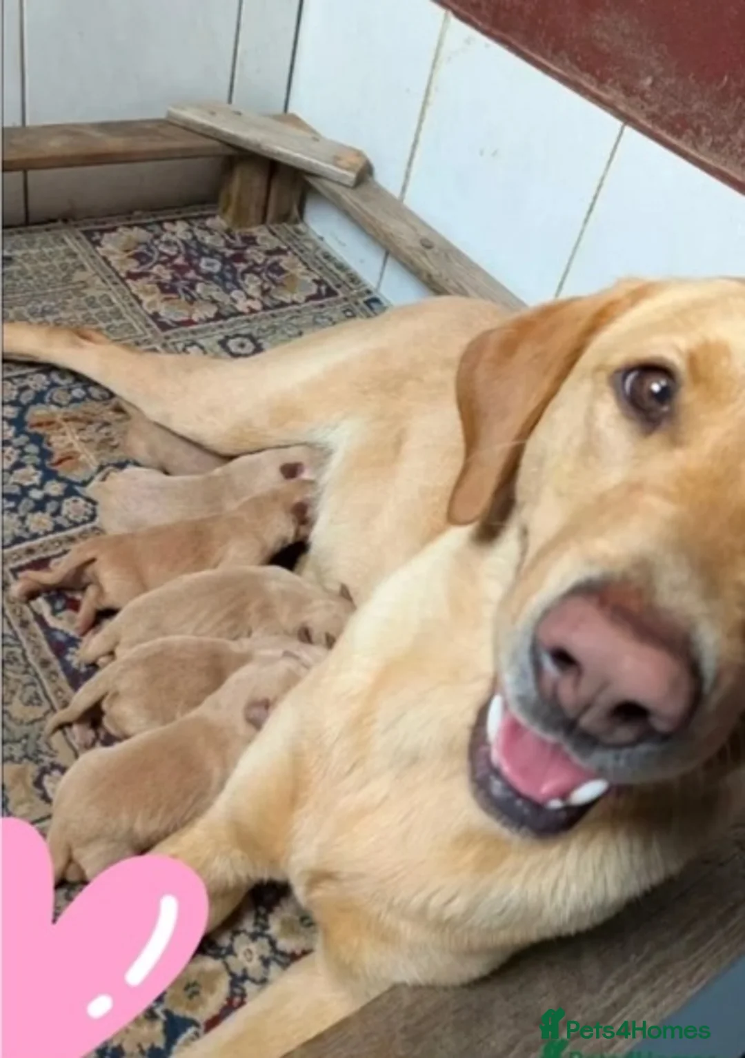 Labrador Retriever dogs for sale: Labrador Retriever 10 weeks old in Fareham - Advert 2