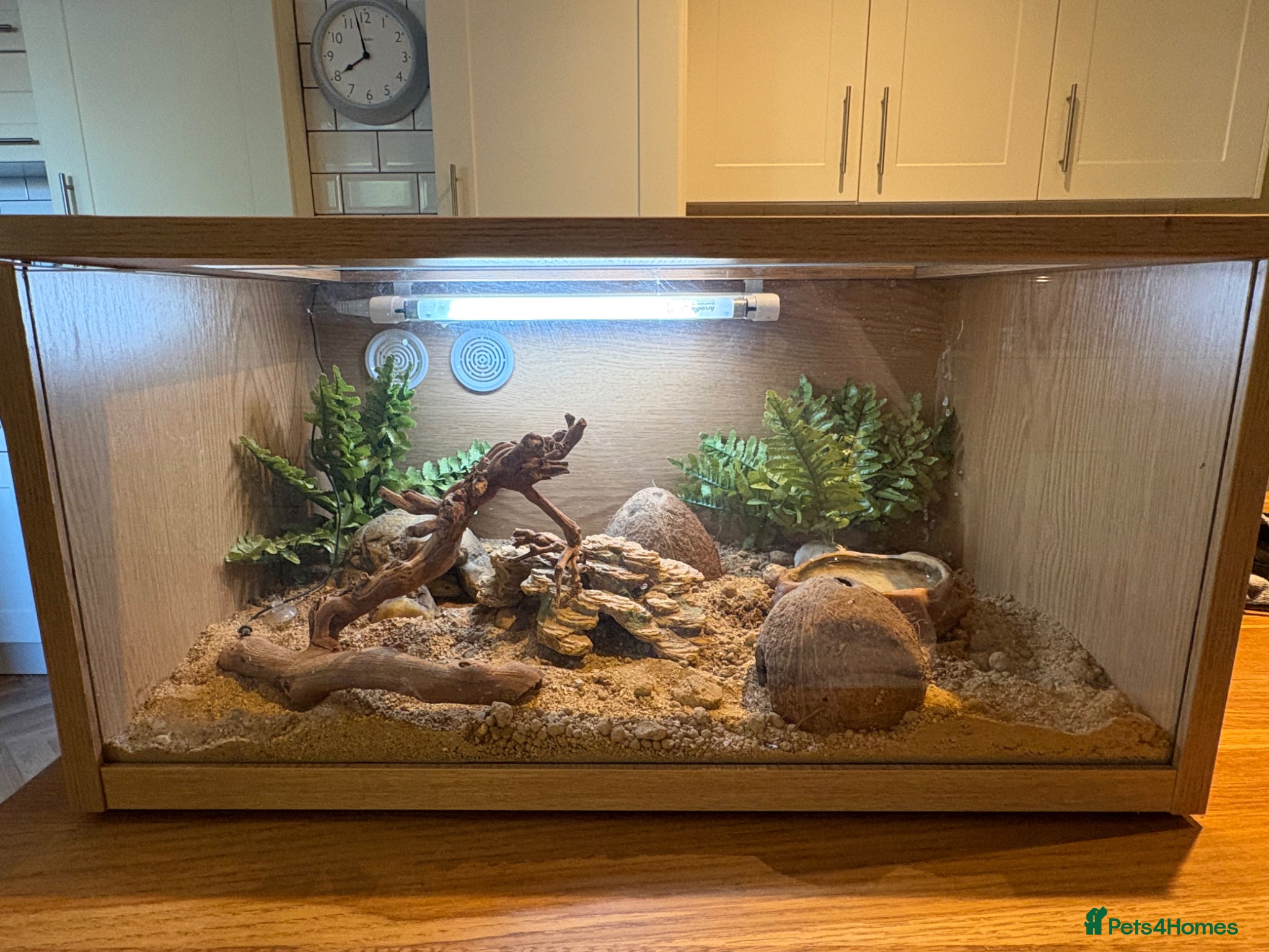 Gecko reptiles Female Gecko and full setup  - Advert 3