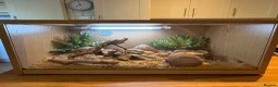 Gecko reptiles for sale: Female Gecko and full setup  - Advert 1