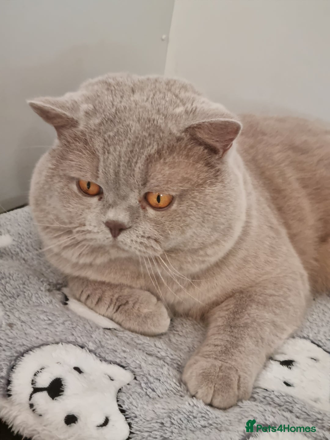 British Shorthair cats for sale: British Shorthair big boy  - Image 7