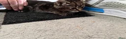 Mixed Breed cats for sale: Fluffy chunky kittens  - Advert 5