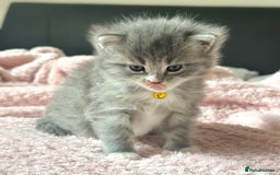 Ragdoll cats for sale: Fluffy, Gentle, Cuddly, Affectionate Kittens - Image 2
