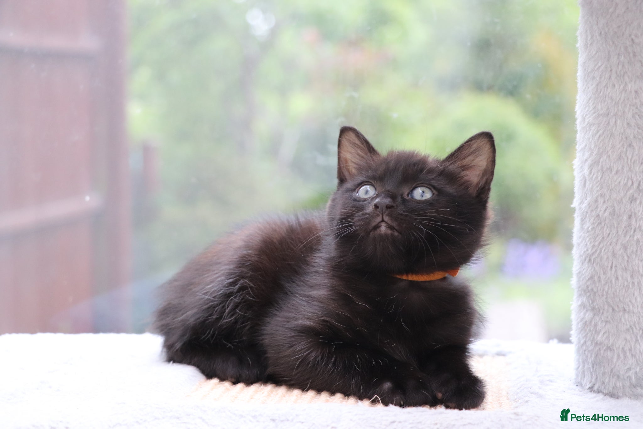 Domestic Shorthair cats Black Kittens Ready NOW  - Advert 4