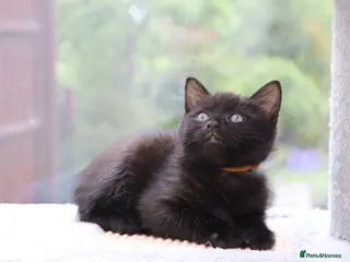 Domestic Shorthair cats Black Kittens Ready NOW - Advert 4