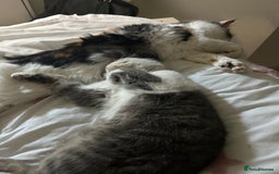 Exotic cats for sale: bella!! friendly grey and white exotic shorthair - Image 9