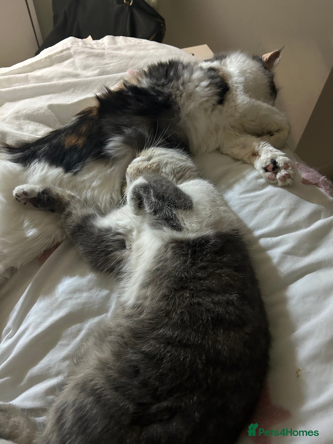 Exotic cats for sale: bella!! friendly grey and white exotic shorthair - Image 9