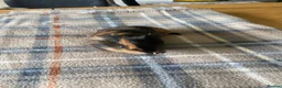 Guinea Pig rodents for sale: Black and Tan Guinea pigs for sale - Advert 5