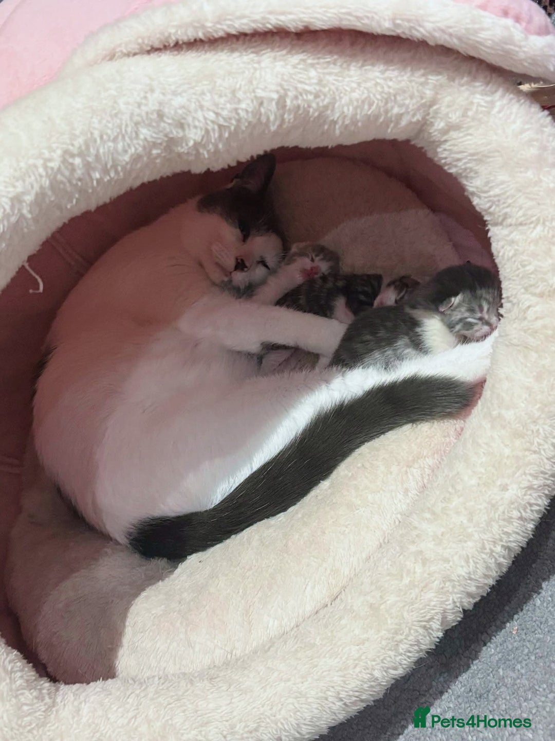 British Shorthair cats for sale: Two cats 1 female 1 male - Image 4