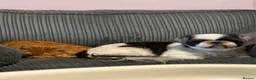 Mixed Breed cats for sale: Two boys looking to rehome - Advert 4