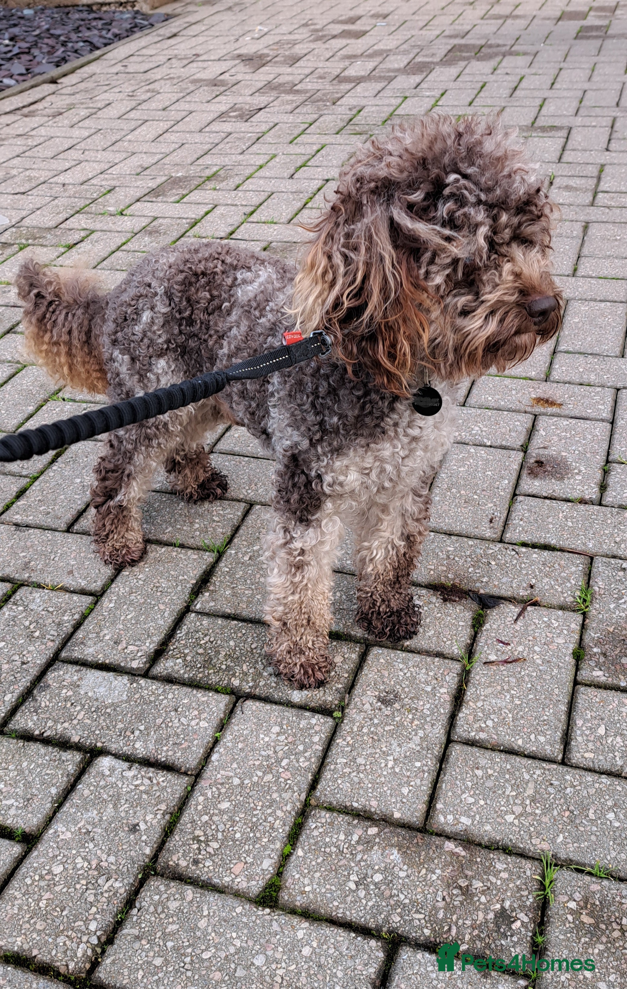 Cockapoo dogs Cockapoo for stud merle DNA health tested, proven  in Bristol - Advert 4