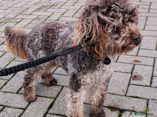 Cockapoo dogs Cockapoo for stud merle DNA health tested, proven in Bristol - Advert 5