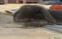 Mini Lop rabbits for sale: Beautiful Mini Lop  - Image 3