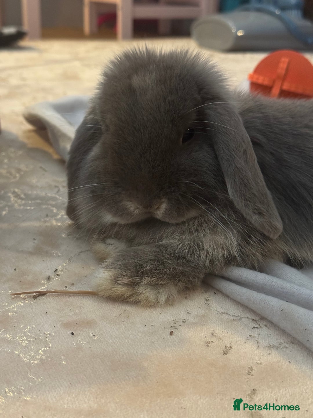 Mini Lop rabbits for sale: Beautiful Mini Lop  - Image 3