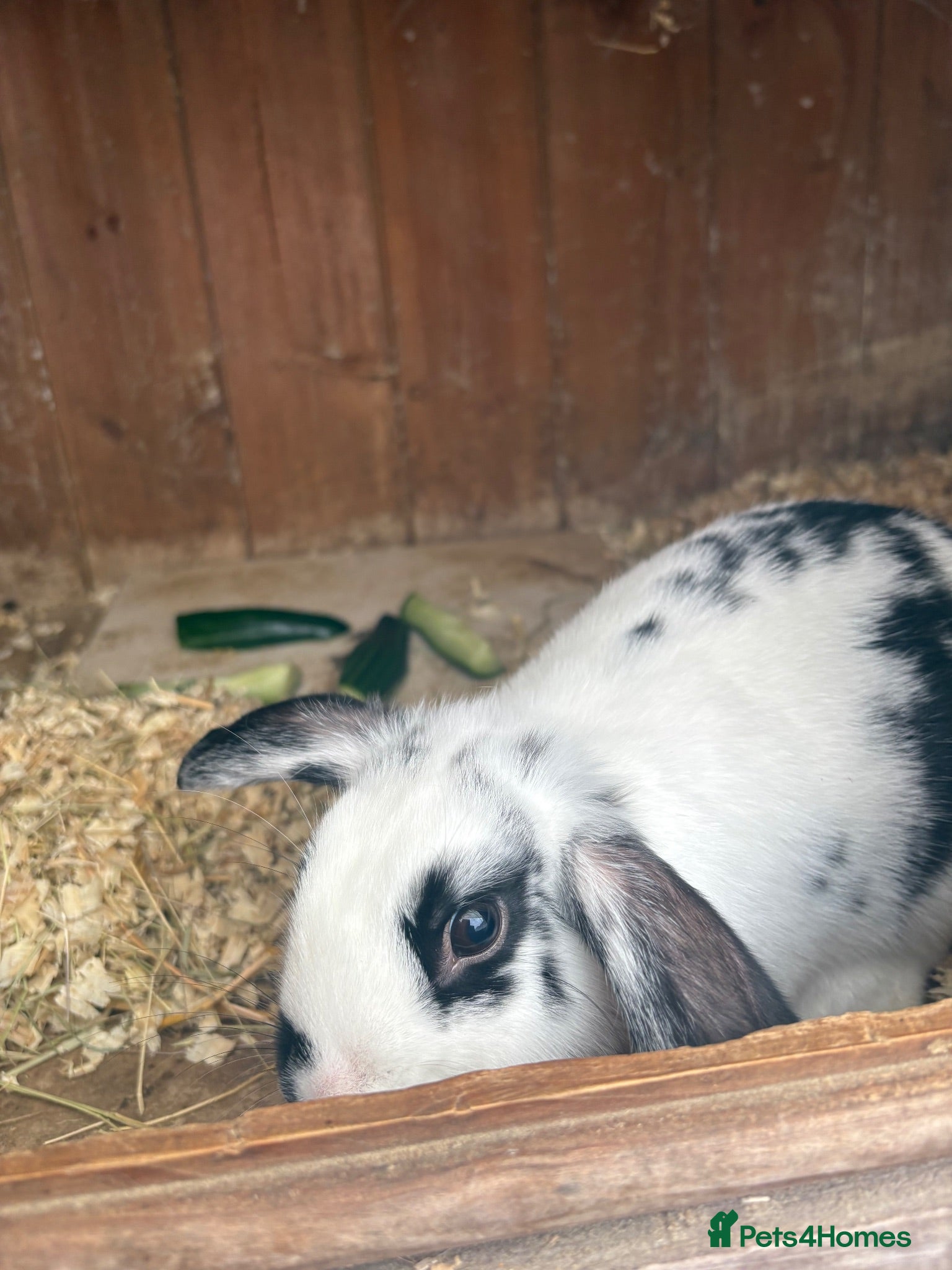 Mini Lop rabbits Baby mini lop rabbits - Advert 14