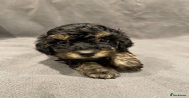 Toy Poodle dogs - Advert 8
