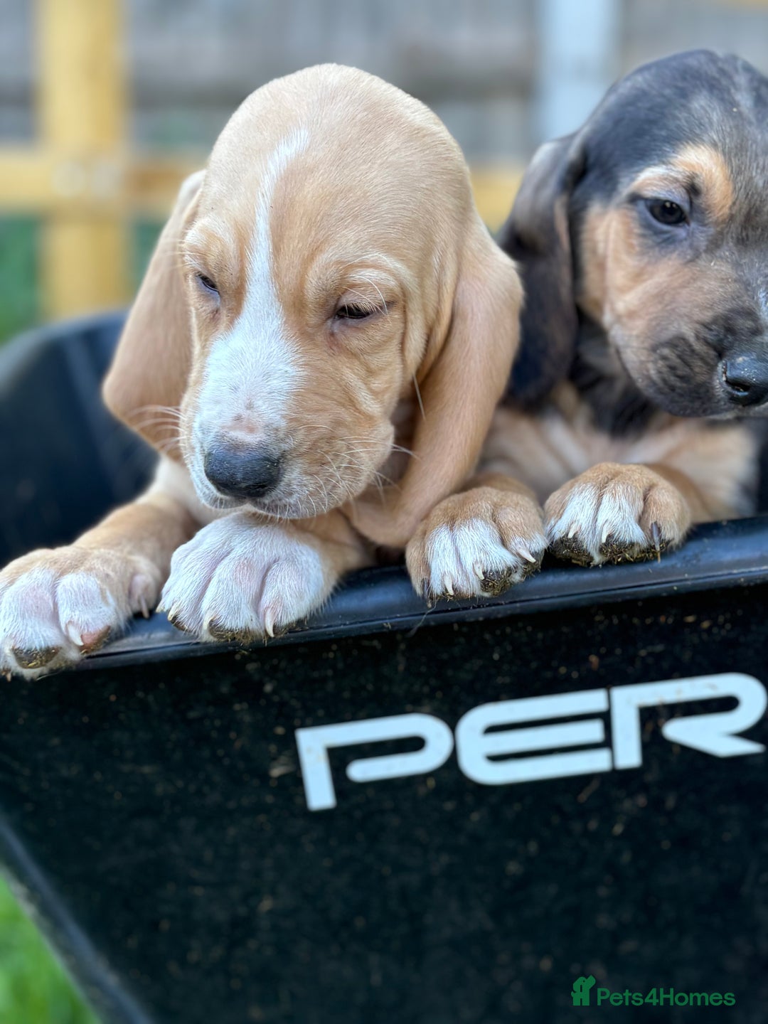 Bloodhound dogs for sale: Beautiful bloodhound puppies  - Image 7